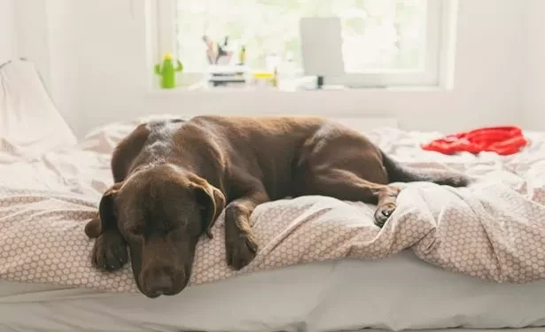 Dog trainer settles debate on whether pets should be allowed on furniture