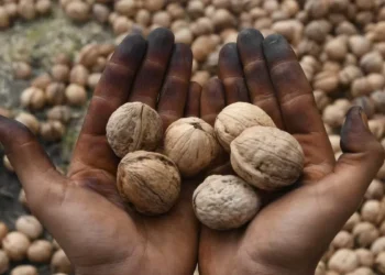 Indian Customs officials detain ship laden with 309 dry fruit containers for faking walnuts origin