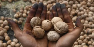 Indian Customs officials detain ship laden with 309 dry fruit containers for faking walnuts origin