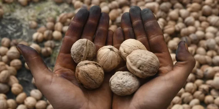 Indian Customs officials detain ship laden with 309 dry fruit containers for faking walnuts origin